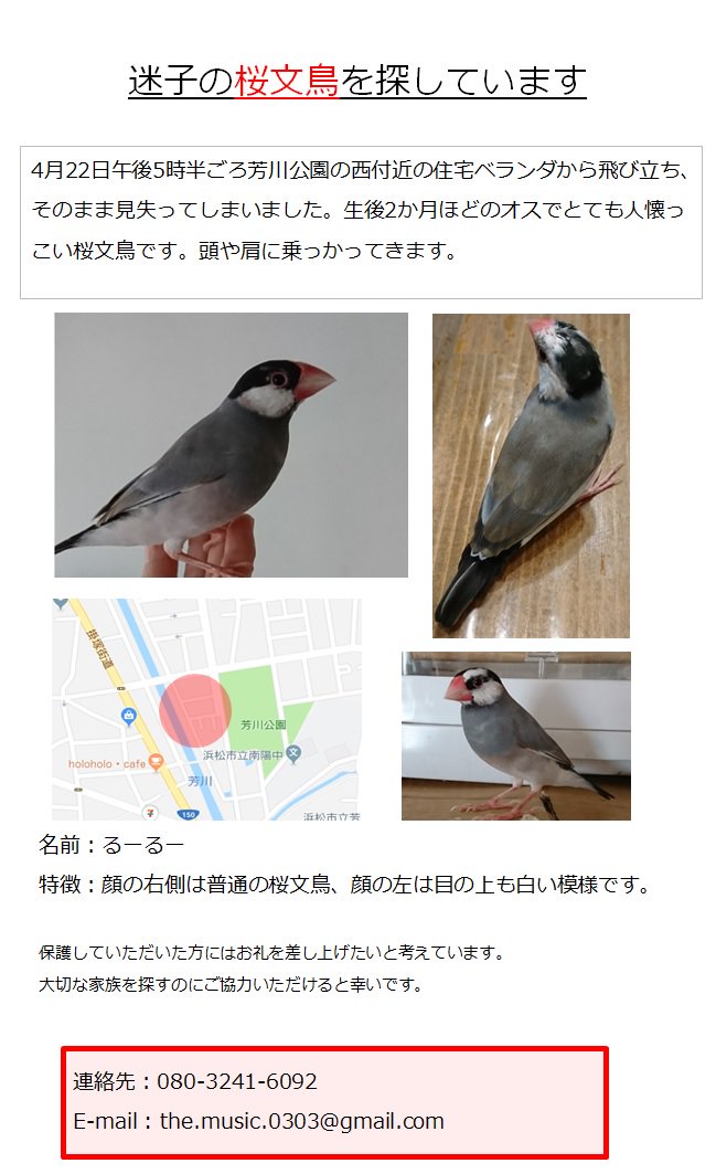 あかとし 桜文鳥を探しています 5easq397s7rvyfc Twitter あかとし 桜文鳥を探しています 5easq397s7rvyfc Twitter