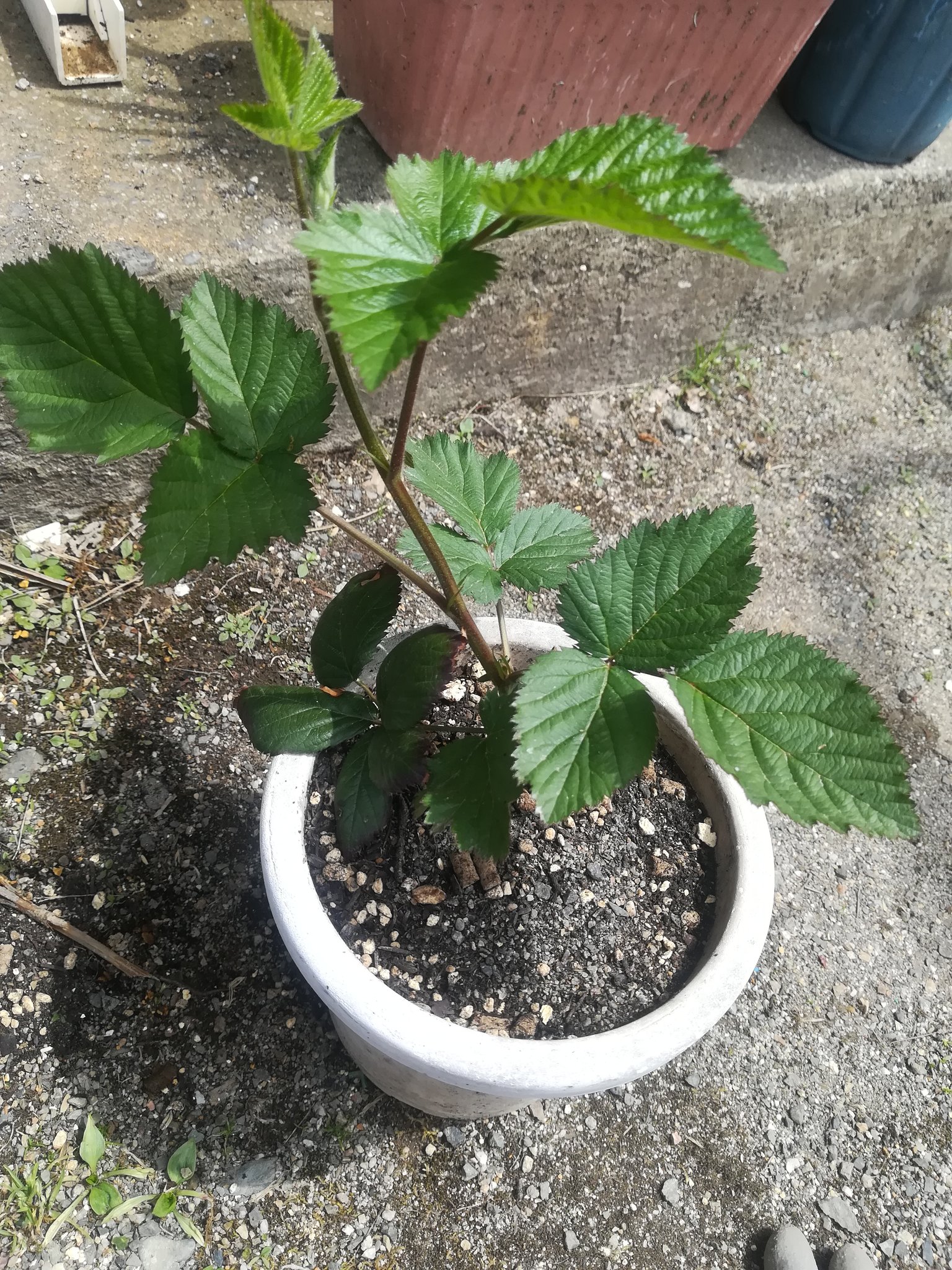 けんちゃん 家庭菜園4年生 ブラックベリーの挿し木もぐんぐん成長 アイスプラントもプニッてるので多肉っぽい T Co 9tbxfarizy Twitter