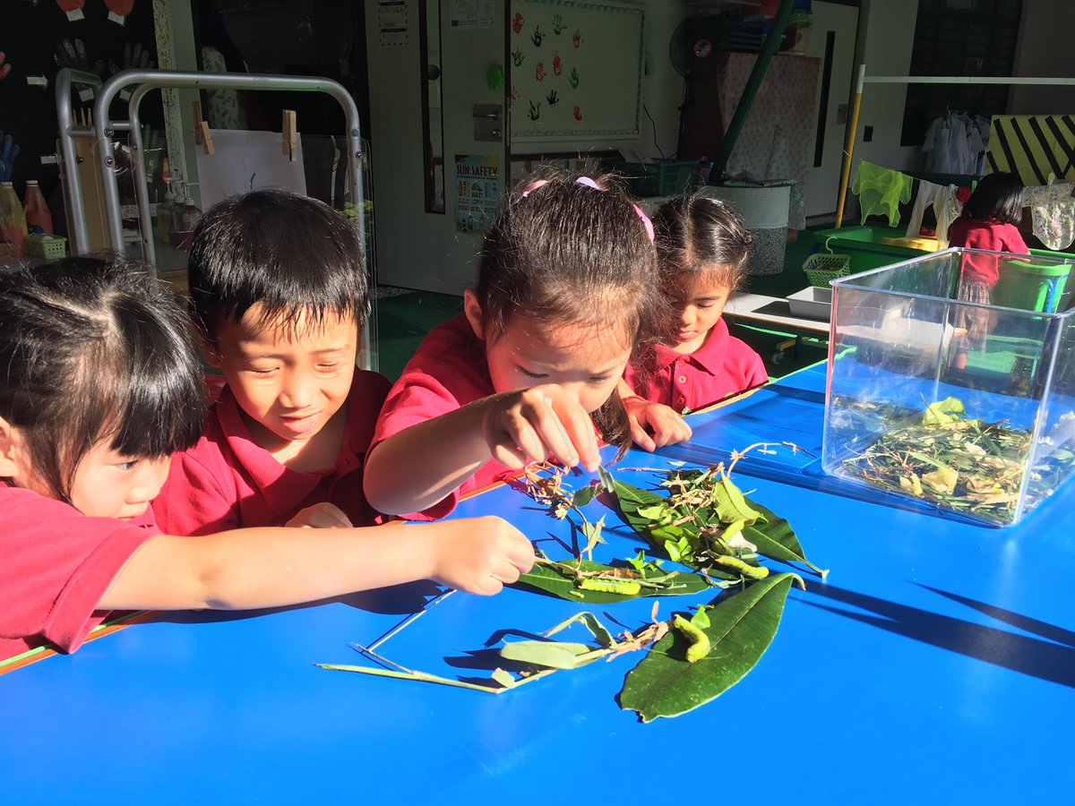 JIS_KindyCroc's tweet photo. It was ‘touch and go’ whether these hawk moth caterpillars would make it through the night. But having investigated their needs and explored the school grounds the next morning for the correct plant to eat, they are now well on their way to reaching adulthood! #JISRespects https://t.co/Gy1VUZuyli