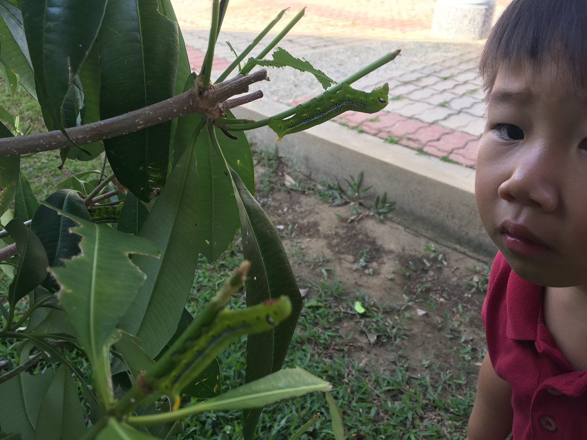 JIS_KindyCroc's tweet photo. It was ‘touch and go’ whether these hawk moth caterpillars would make it through the night. But having investigated their needs and explored the school grounds the next morning for the correct plant to eat, they are now well on their way to reaching adulthood! #JISRespects https://t.co/Gy1VUZuyli