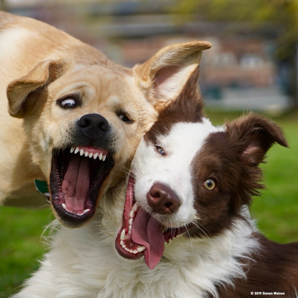 Steven Watson tweet media