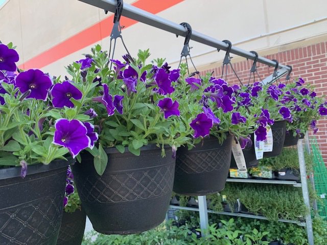 ClassicHG's tweet photo. Atlanta @homedepot has everything you need for your #MothersDay2019 gifts! #garden #flowers #petunias #Impatiens #gardening  #giftideas #flowerpower #decor #outdoorliving https://t.co/bne9wWOBD9