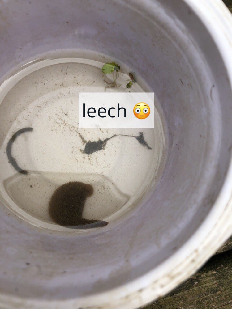 Amazing finds at Myrick Conservation Center! 2nd Grade Field Trip Success!
<a href="/MrsJastrem_FC2/">Mary Cate Jastrem</a> @MissSmithFC @ojrsd_supt <a href="/OwenJRobertsFC/">French Creek Elementary School</a> <a href="/TroutmanFC2/">Krista Troutman</a>