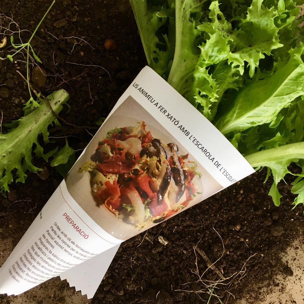 rosabanque's tweet photo. Avui hem marxat amb deures a casa... després de collir escaroles, parlar dels ingredients del Xató, veure un vídeo de la recepta...i, amb el munt d’insectes que hem trobat en les fulles, de la importància de netejar la fruita i verdura! @RutadelXato #XatóDeSitges #sitgetanisme https://t.co/IJ9waUnqyU