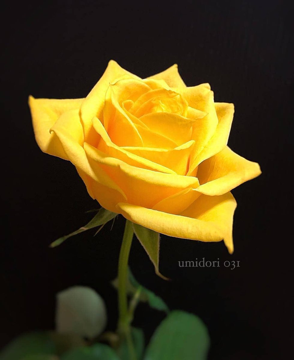 flower lover (@9sqt7rmzo20vkcq) on Twitter photo 