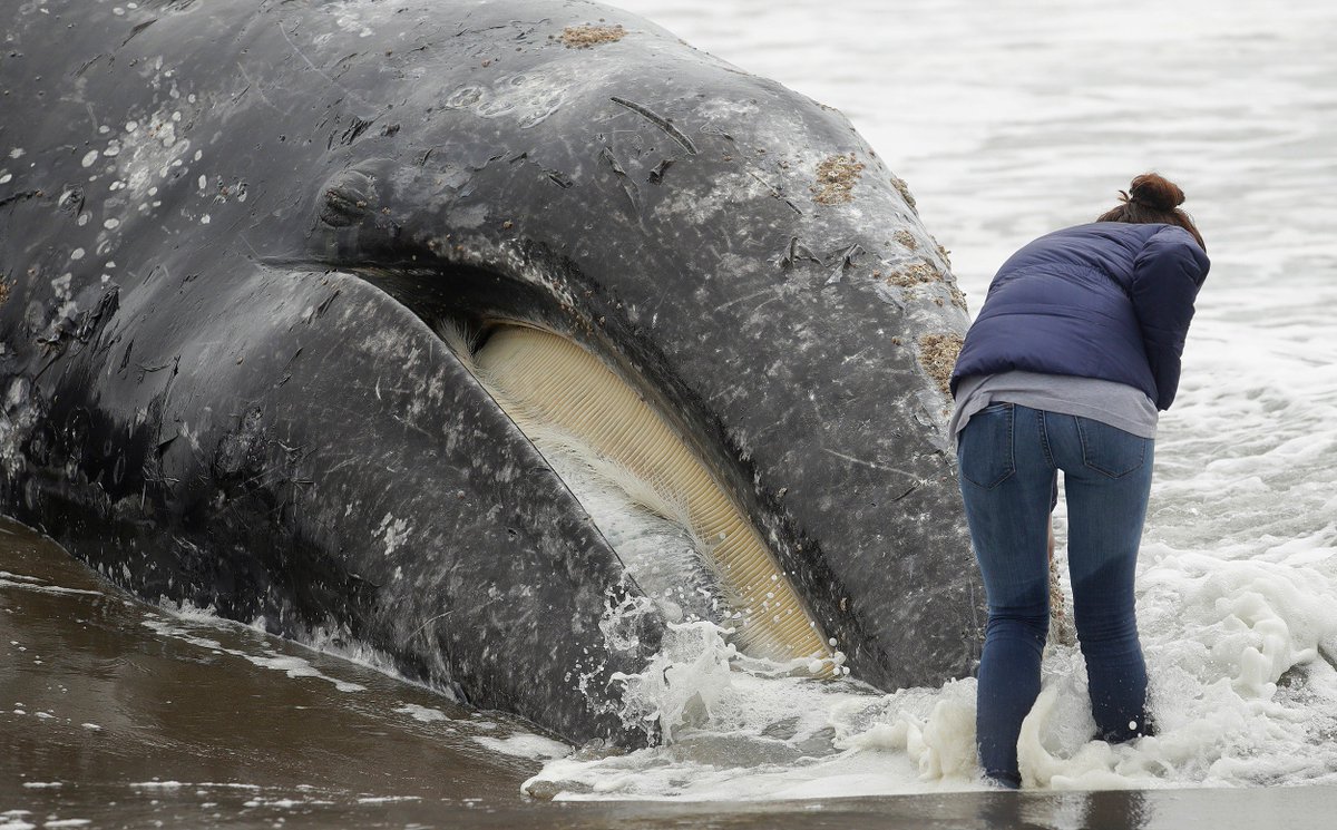 A dead gray whale washed up near San Francisco. It is the 9th this year. Most died of malnutrition or were hit by ships when they swam close to shore. Scientists say they aren't finding enough food because of global warming.