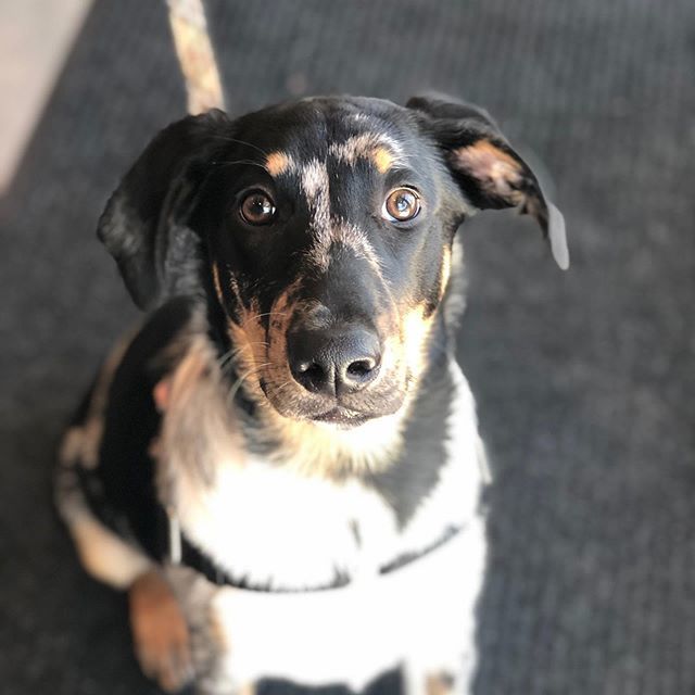 BrooklynYardVet's tweet photo. Zella! ๐งก
.
.
.
#brooklynneighborhoodpdx #brooklynpdx #sellwoodmoreland #brooklynyardvet #catahoula #veterinarian #pdxpets #dogsofpdx #veterinarycare #pdxdogs #independentlyowned #veterinaryhospital #vetlife #fearfree #smallbusiness https://t.co/TJ34U2n0Nu https://t.co/uGa7ImwMww