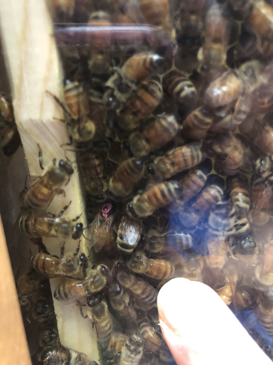 HuntleySTEAM's tweet photo. We found the queen bee! @A2STEAM https://t.co/HwTWgVHx0P