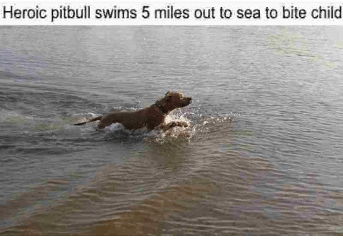 The Dodo on Twitter: "Guy drives from California to New York to save a pit bull he fell in love with! #PittieNation 💚 https://t.co/P1pub6irAO" / Twitter