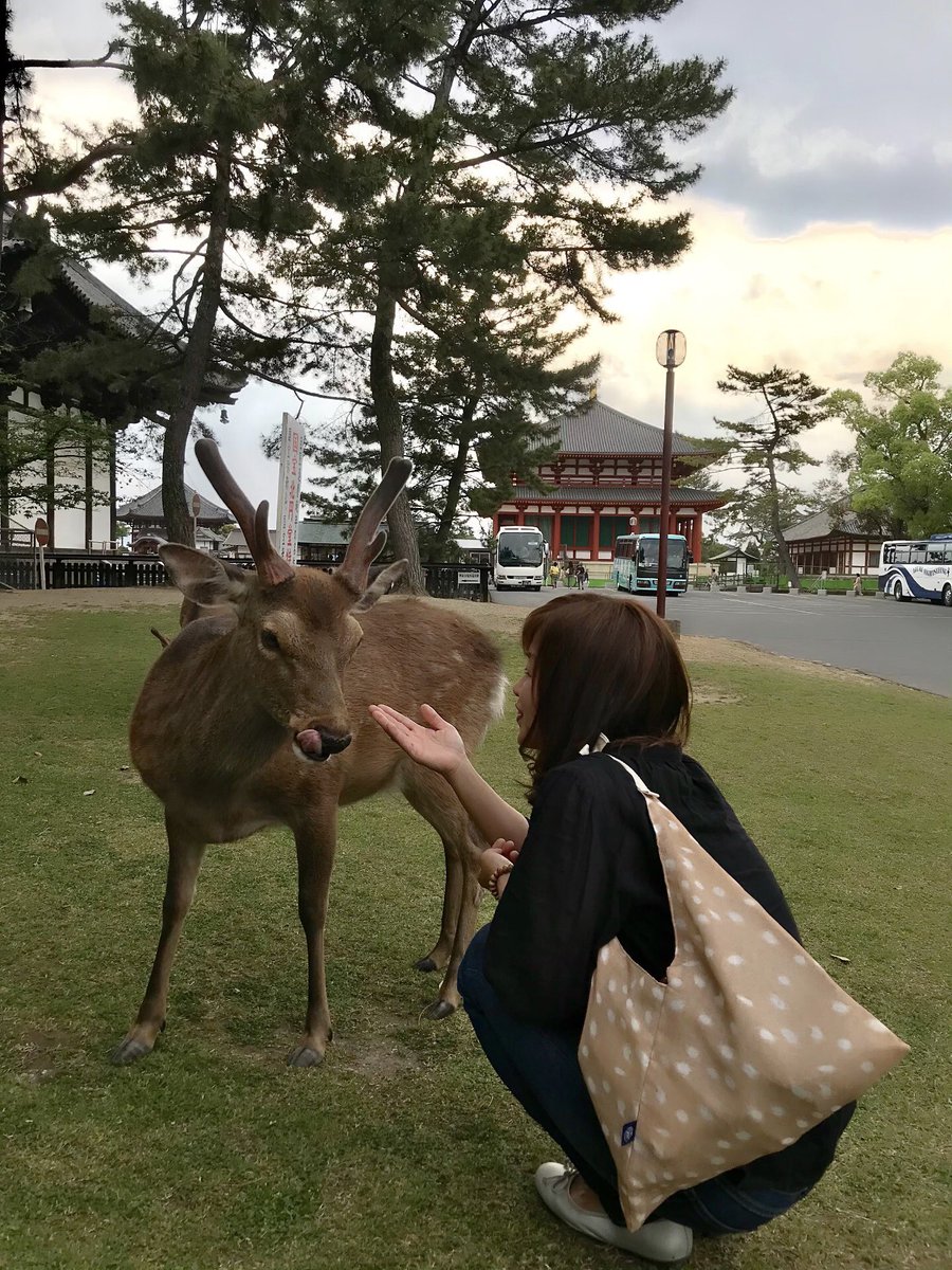 奈良の鹿愛護会 Hashtag On Twitter