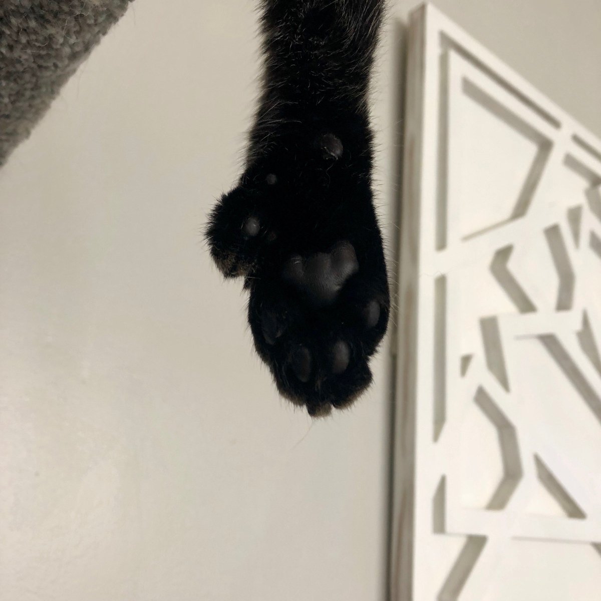 JackOBeam's tweet photo. Webster’s paw. #hemingwaycat #extratoe (sorry @CraigMac) https://t.co/AqfQLkhQZB