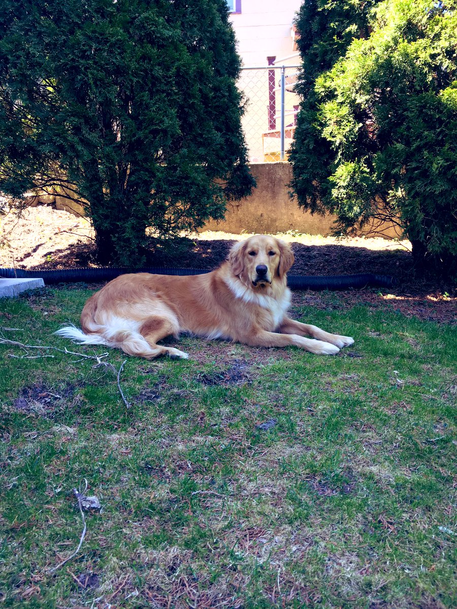 AbsMeyer's tweet photo. I just cannot believe how much my boy has grown 😳❤️🐾 https://t.co/d0QETA3ShQ