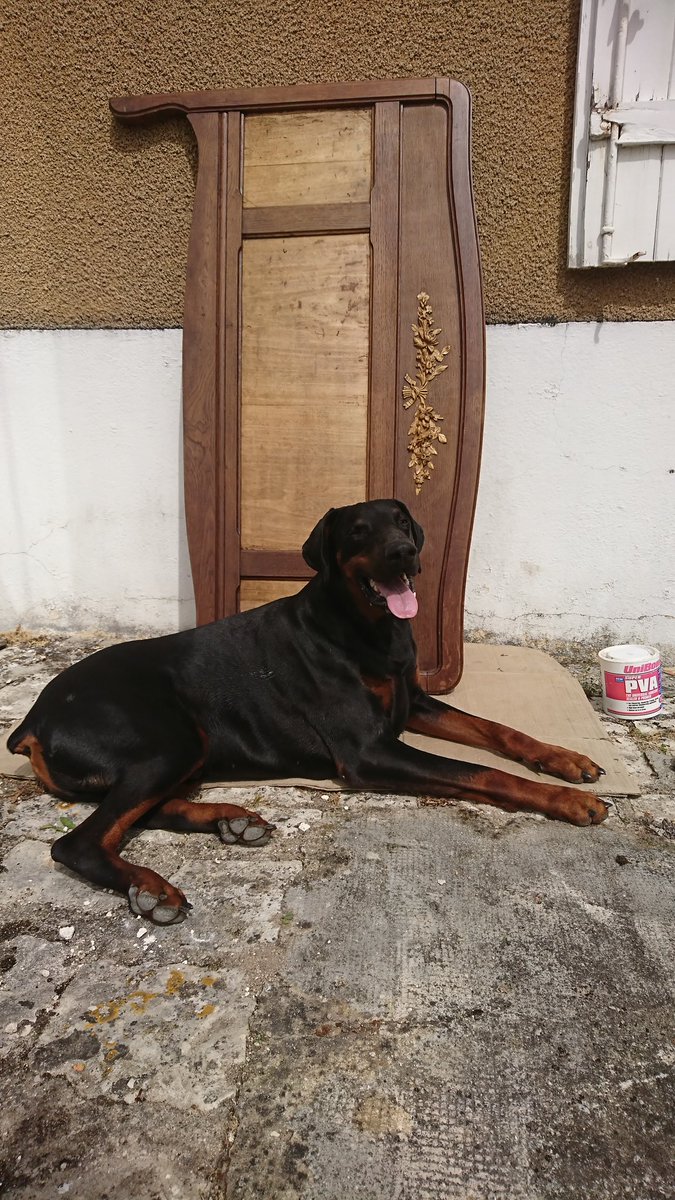 drecymech's tweet image. 🖤 Jayson..
My bored little lad trying to get in the way of me working.. 😍🤗
#FirstWorldDogProblems 
#Dobermann #AdoptDontShop