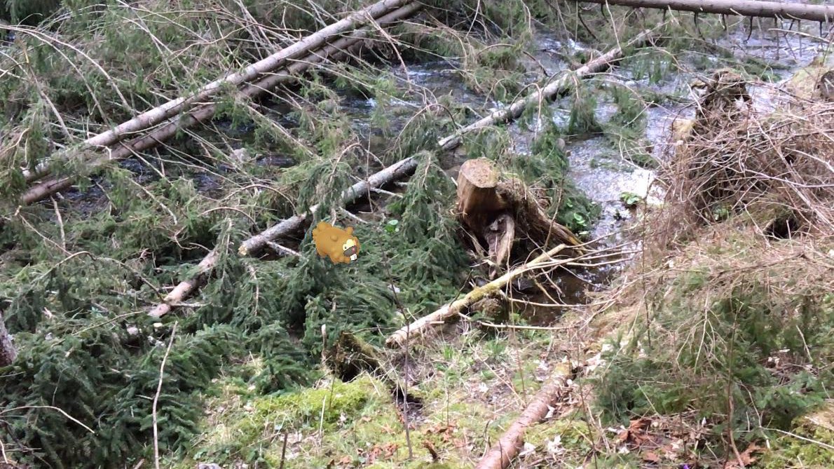 Bidoof lives in groups by the water. It chews up boulders and trees around its nest with its incisors. #GOsnapshot #HabitatChallenge