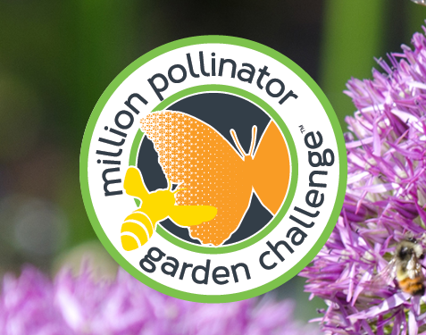 Le «One Million Pollinator Garden», un défi américain qui a réussi à créer une environnement propice aux insectes pollinisateurs dans un million de jardins aux États-Unis! Pierre Gingras nous parle de ce succès maintenant. millionpollinatorgardens.org