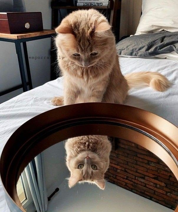 #meow #cats #CatsOfTwitter #CATS #CatAndDog #Caturday #CathyDoll #Kitten #kittyloafmonday #kitty #kittyzen #CathyDoll #CatherineTresa #Catwoman #catstagram