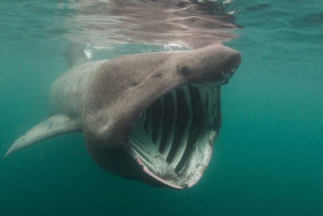 b_r_i_fada_d's tweet image. In Irish we have a great elasmo-saying for people who are very laid back: &quot;Chomh sámh le liamhán gréine&quot; means &quot;As chilled out as a basking shark&quot;. 😎 I think I&apos;ll have to start using that one in English too. 🦈 🇮🇪 #shark #baskingshark #gaeilge #elasmobranch