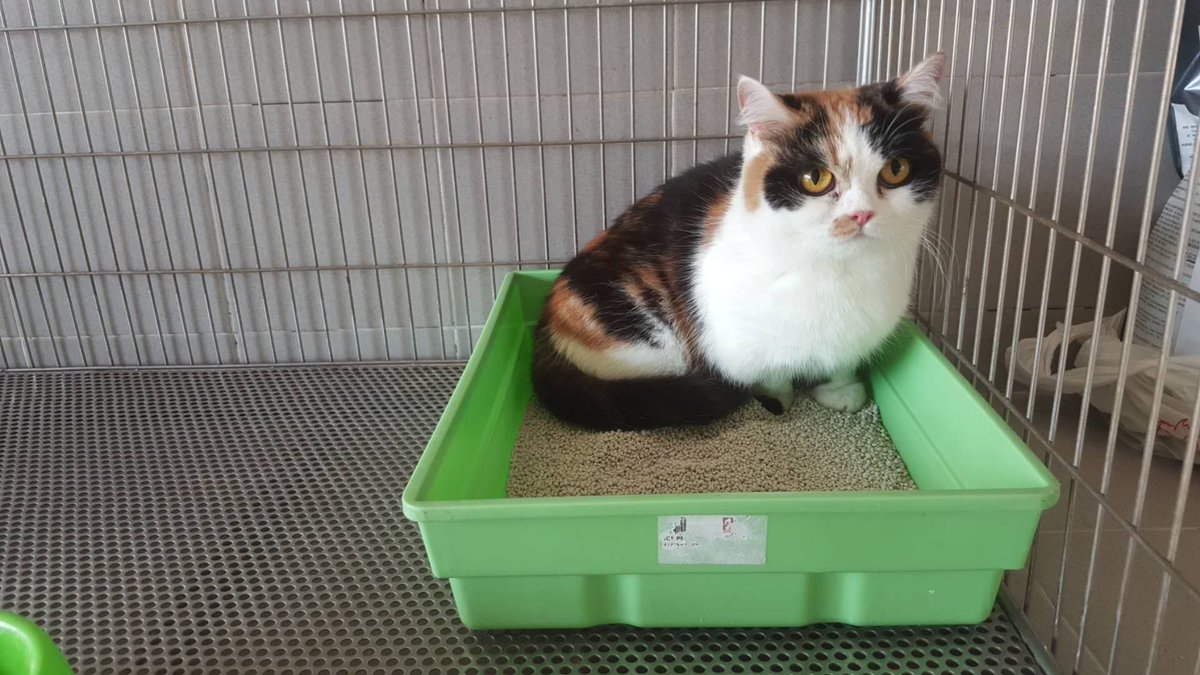 jetfastpet's tweet photo. Cute munchkin cat "Mochi" has arrived Malaysia from Taiwan, our partner in KUL will take care of her in quarantine space😃
#JETFASTPET #dogs #cats #internationaltravel
#petexport #petimport #petrelocation #pettravel
#petshipping #petshipper #pettransporter
#RNATT https://t.co/RcESgGKF9u
