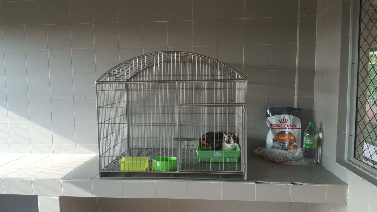 jetfastpet's tweet photo. Cute munchkin cat "Mochi" has arrived Malaysia from Taiwan, our partner in KUL will take care of her in quarantine space😃
#JETFASTPET #dogs #cats #internationaltravel
#petexport #petimport #petrelocation #pettravel
#petshipping #petshipper #pettransporter
#RNATT https://t.co/RcESgGKF9u