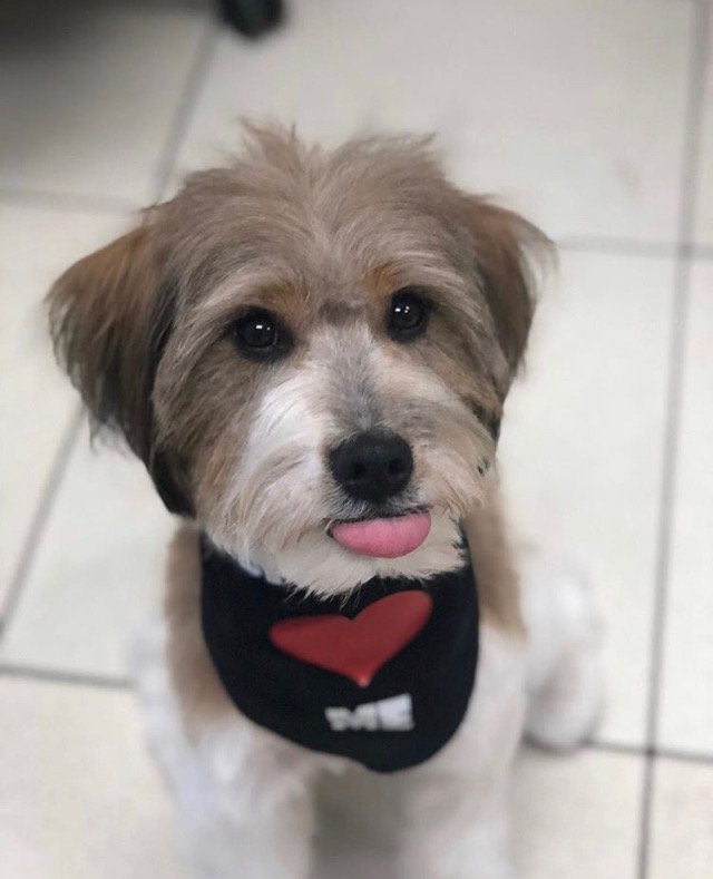 knowlesanimal's tweet photo. Pet problem? No problem!
We're fully staffed & prepared for you & your pet 24/7/365. #TrustKnowles for any crisis, any problem, anytime: https://t.co/mnxe5jNjkr
#MiamiAnimalClinic #Miami24HourVet #AtKnowlesWeKnow https://t.co/ByFxXsPDa3