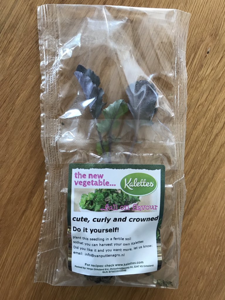 mauricewubben's tweet image. Mooi idee trouwens, gisteren, dat er in de goodybag een jong @Kalettes plantje zat..👌. In het najaar kun oogsten😊 dank, @evputten77 !!