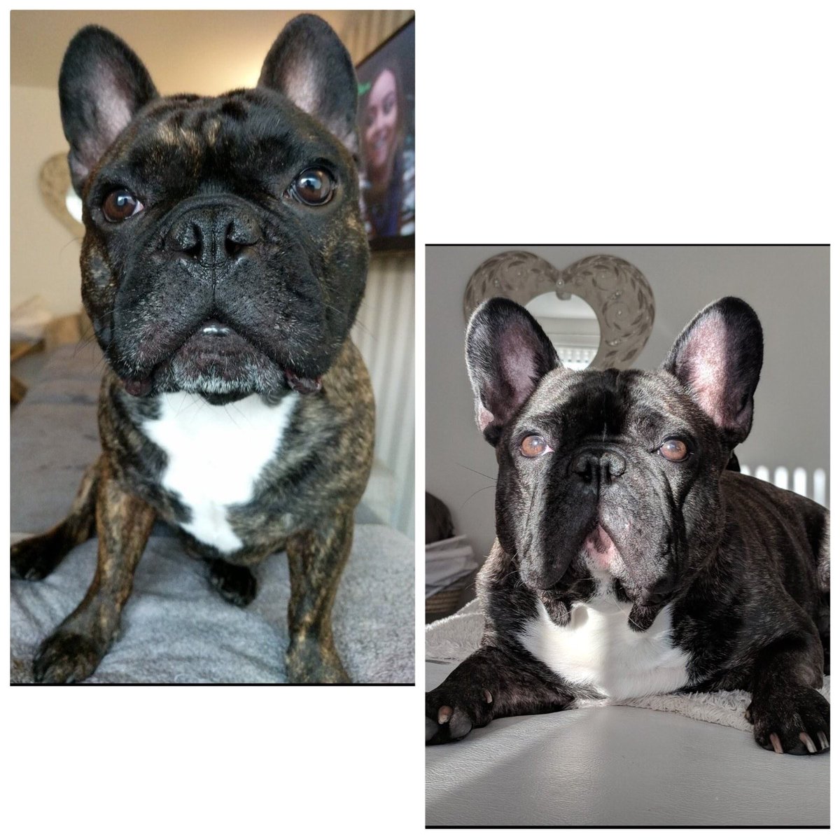 Lots to catch up with on here, so let's start with these two fellas, Eric and Norman 😍 The gorgous Frenchies. They come to me for a bath and blowdry and nails clipped. 2 Very good boys. They went home looking and smelling gorgous #DogGrooming #Saddleworth #Oldham #Frenchies