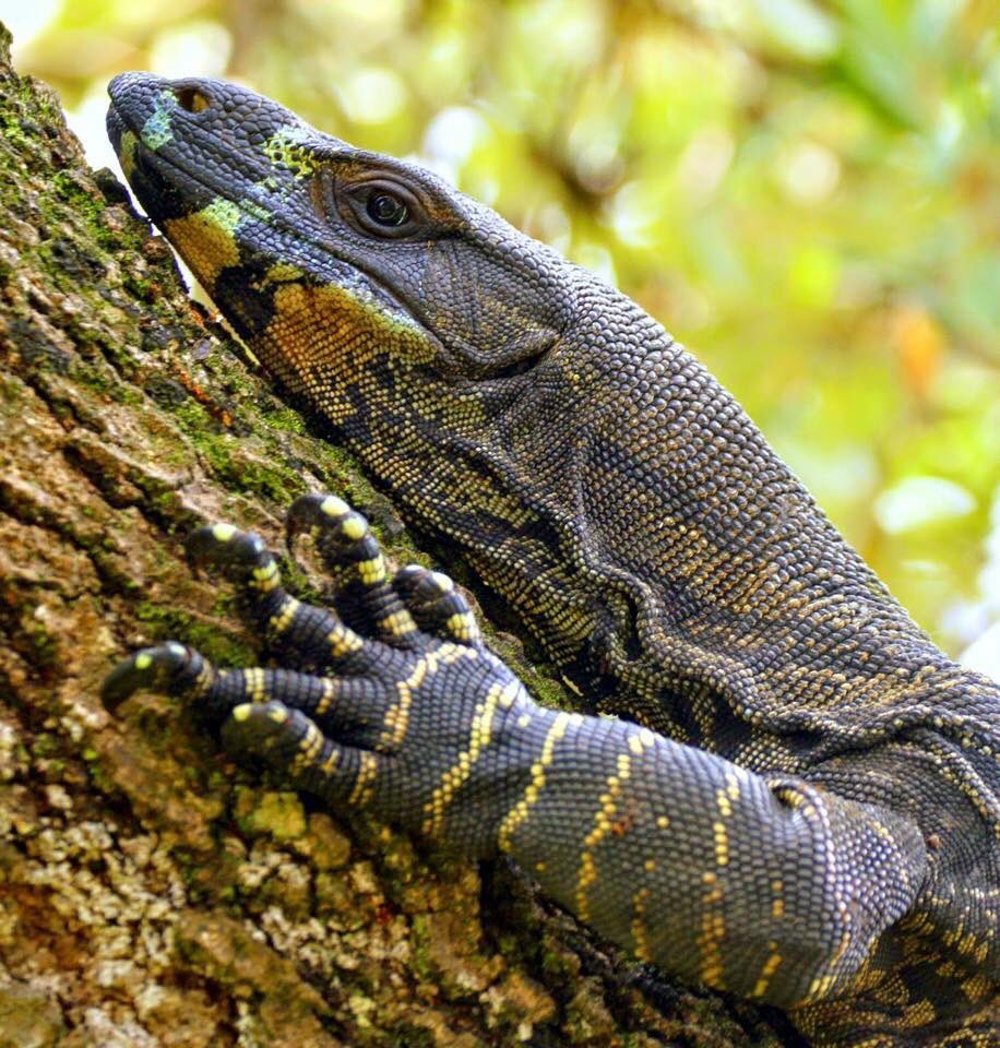 Such strong forearms, got to love this Lace Monitor!