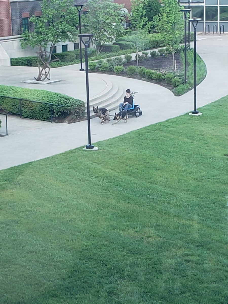 wyattseed's tweet photo. There is a man at UofL who built a whole chariot so that his two German Shepherds and one (1) Chihuahua could pull him across campus. https://t.co/sa5T6r53O5