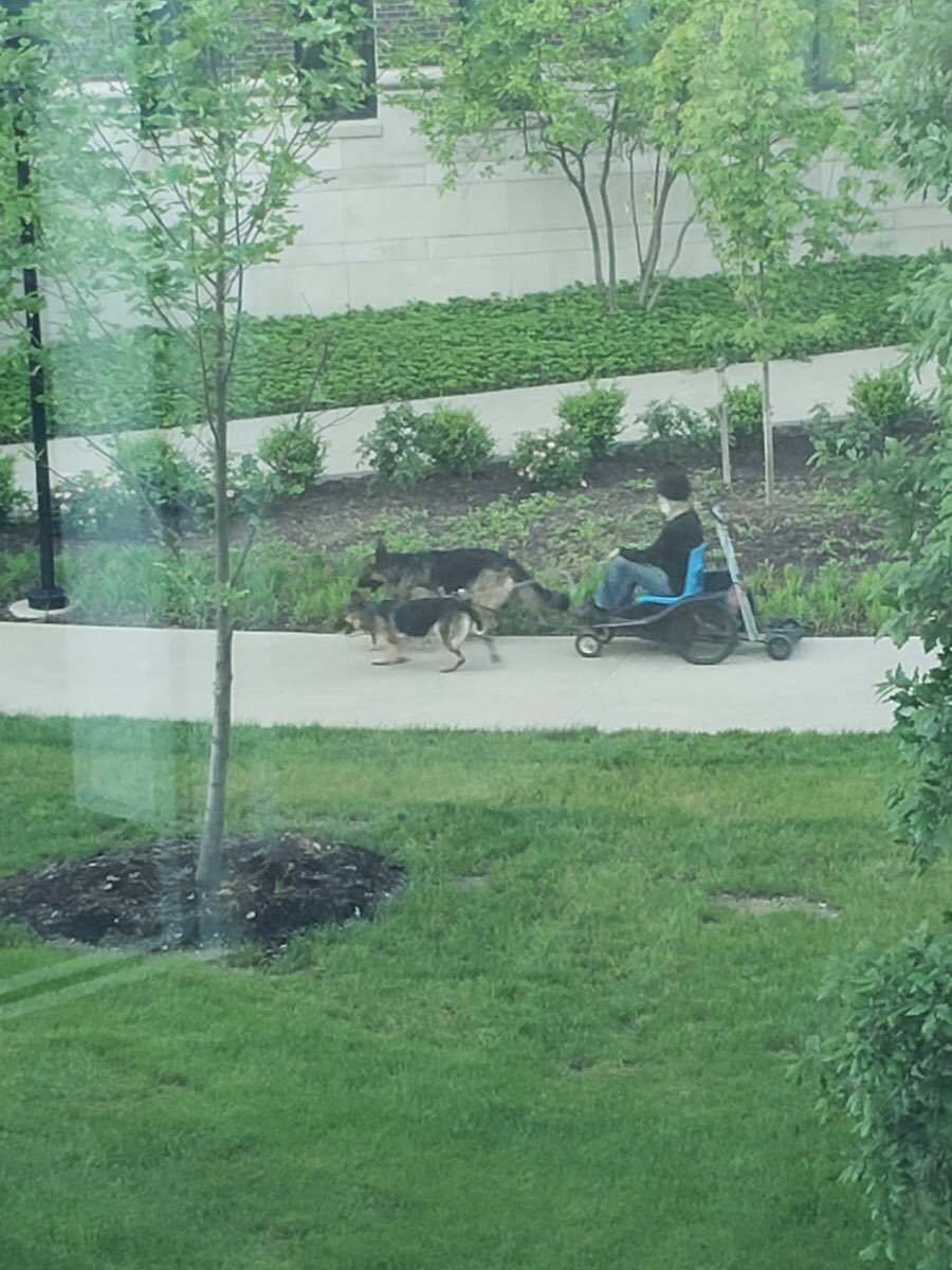 wyattseed's tweet photo. There is a man at UofL who built a whole chariot so that his two German Shepherds and one (1) Chihuahua could pull him across campus. https://t.co/sa5T6r53O5