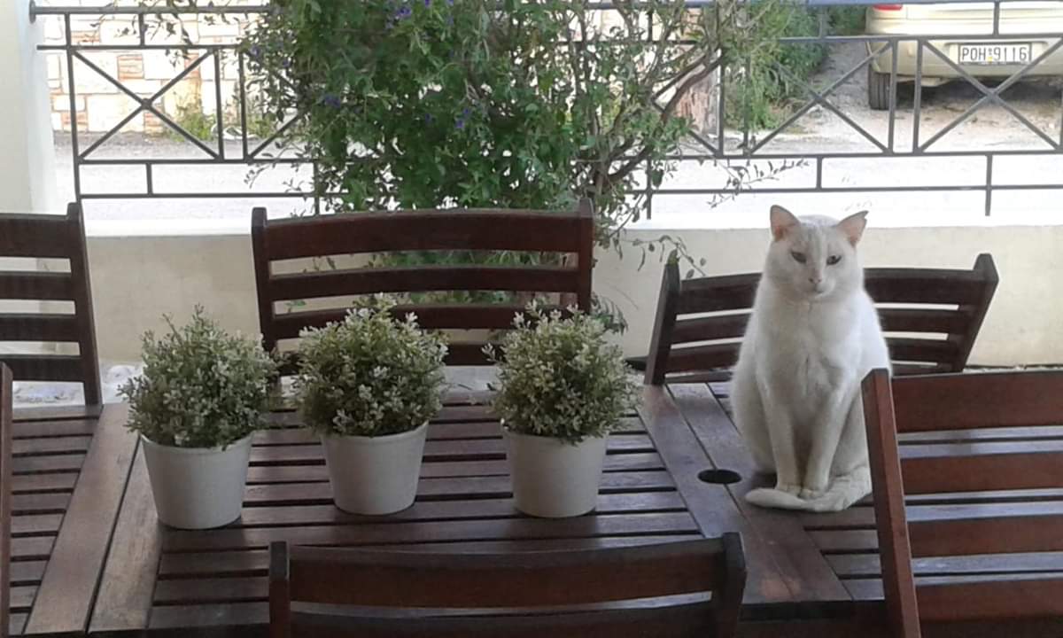 FlyingCats_eV's tweet photo. Diese umwerfende Schneeflocke ist Kimba, ein etwa 1,5 Jahre alter Kater der an einer Futterstelle auf Rhodos betreut wird. Die Dame die sich um ihn kümmert hat Angst, dass er durch die ständigen Sonnenbrände #Hautkrebs bekommen könnte, deswegen sucht er als #Notfell ein Zuhause https://t.co/HfQujLI1aB