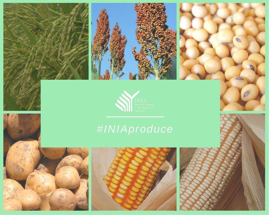 iniavenezuela's tweet photo. #7May | #INIAVenezuela coloca a disposición de los agricultores y productores del país gran variedad de rubros agrícolas estratégicos para garantizar la multiplicación de la semilla soberana 

#INIAproduce | #VariedadesINIA https://t.co/Q7ntTMXVn7