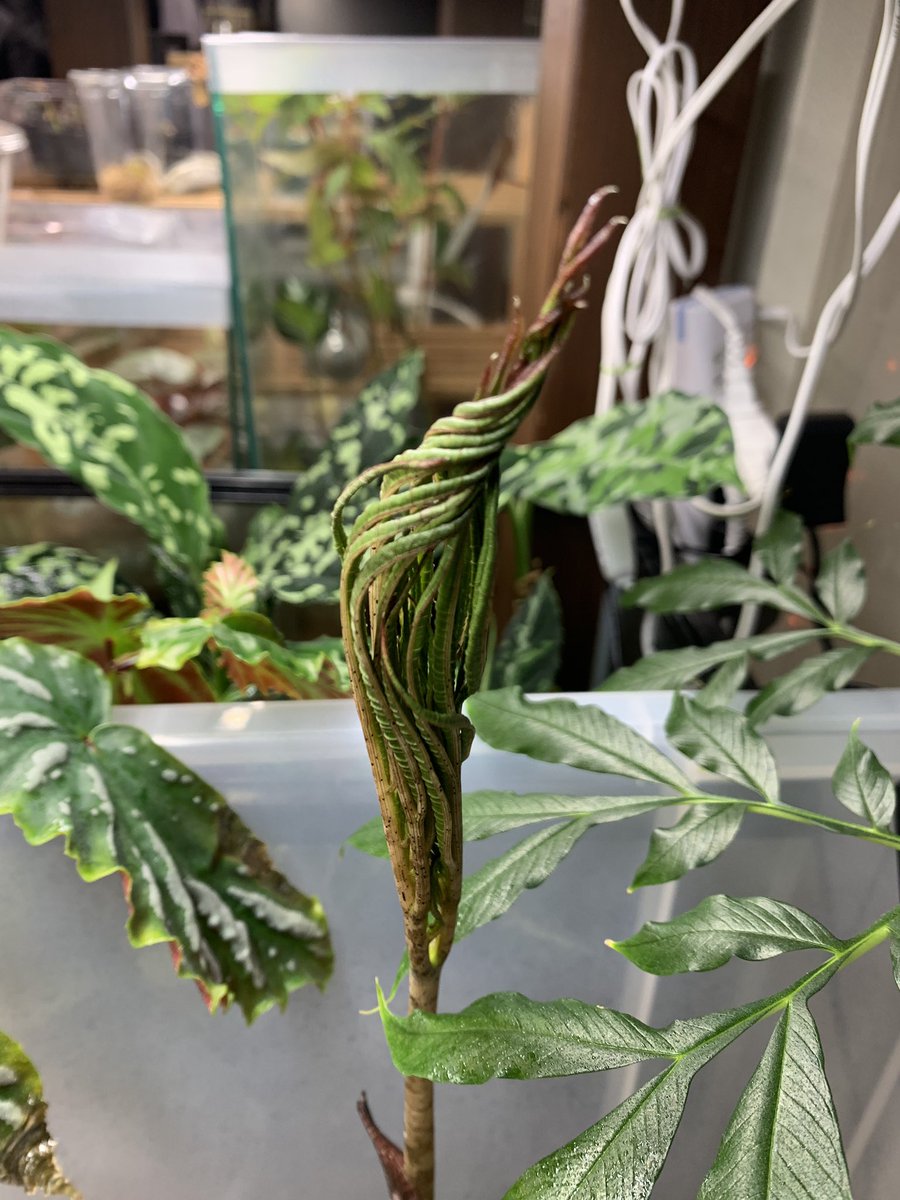 crazy_clever_s's tweet photo. #Amorphophallus #pendulus #TK便

70cmくらいの葉がでてきました✨
センターラインは残るのかな…🤔 https://t.co/FEClo9liAL