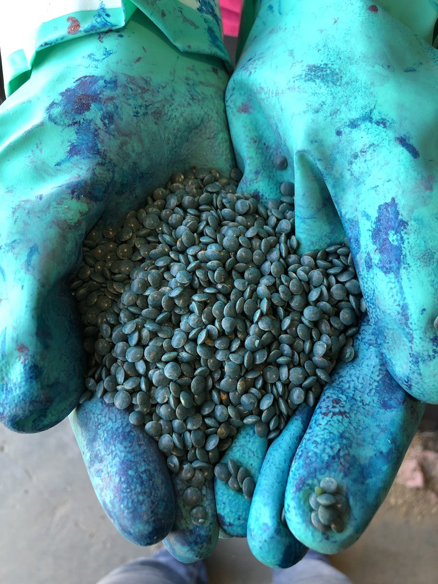 C4SeedTreating's tweet image. Treating some Certified Proclaim lentils this morning with Vibrance Maxx RFC! #coverageiskey #protectyourseed @McDougallAcres