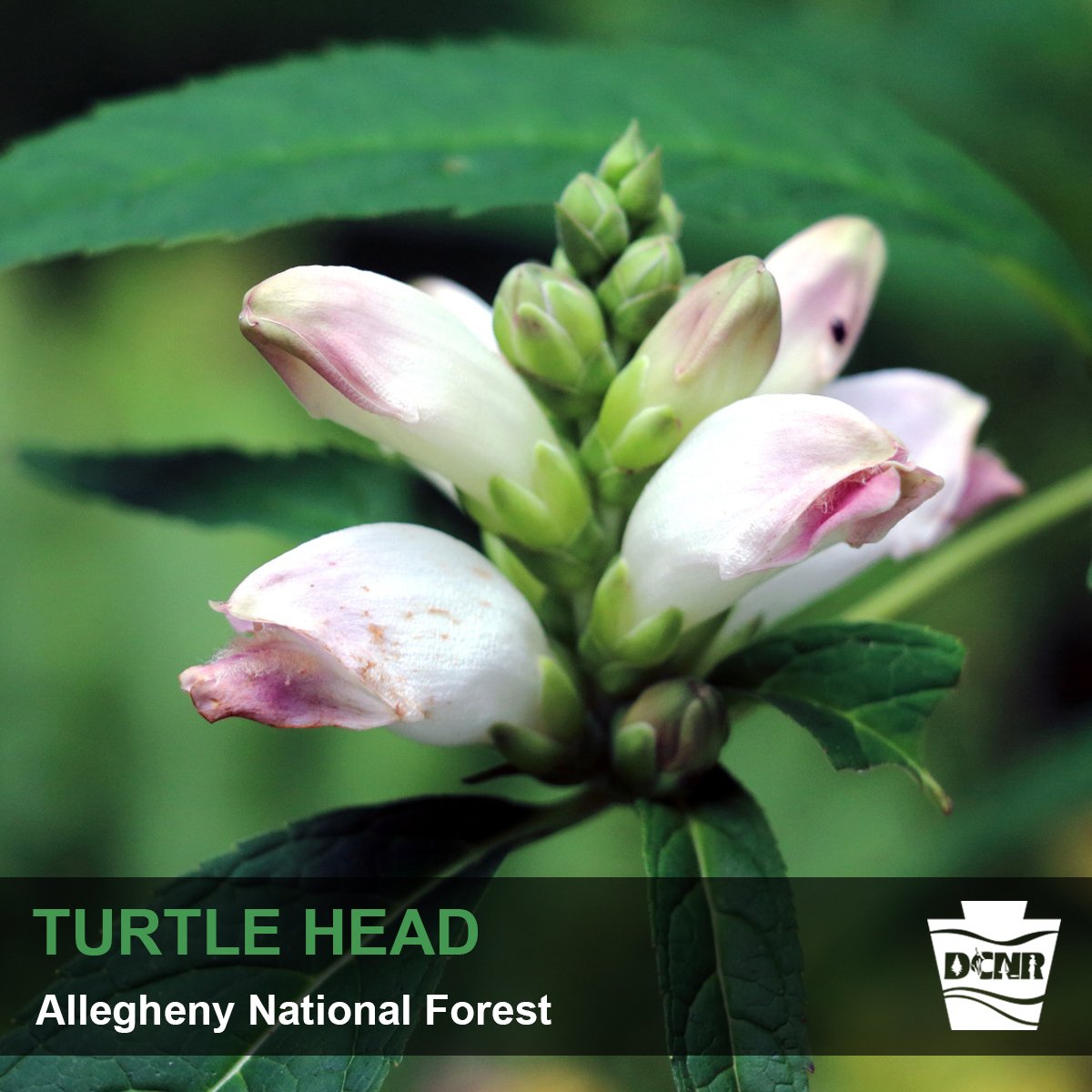 DCNRnews's tweet image. Longhouse Scenic Drive (FR 262) through @Allegheny_NF is where you can see #mountainlaurel, #turtlehead, #scarletbeebalm and more. Late April-May is the time for spring #wildflowers; summer blossoms can be seen June-August. Learn more ➡ bit.ly/2VQIt2f #WildflowerWeek