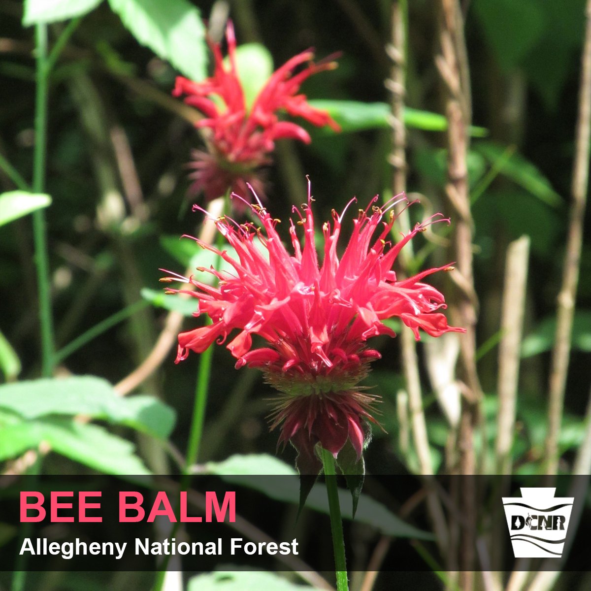 DCNRnews's tweet image. Longhouse Scenic Drive (FR 262) through @Allegheny_NF is where you can see #mountainlaurel, #turtlehead, #scarletbeebalm and more. Late April-May is the time for spring #wildflowers; summer blossoms can be seen June-August. Learn more ➡ bit.ly/2VQIt2f #WildflowerWeek