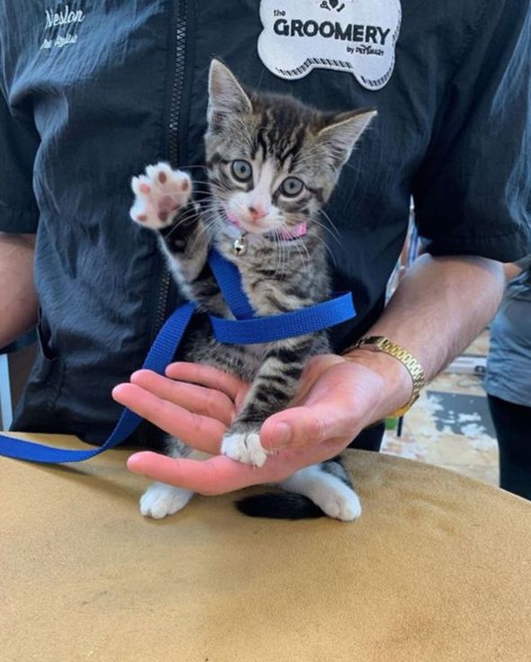 Life At PetSmart tweet media