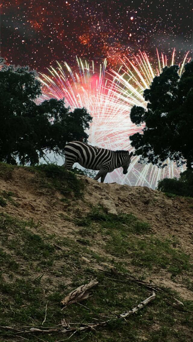 cxtplex's tweet image. Some pics from my @BuschGardens trip