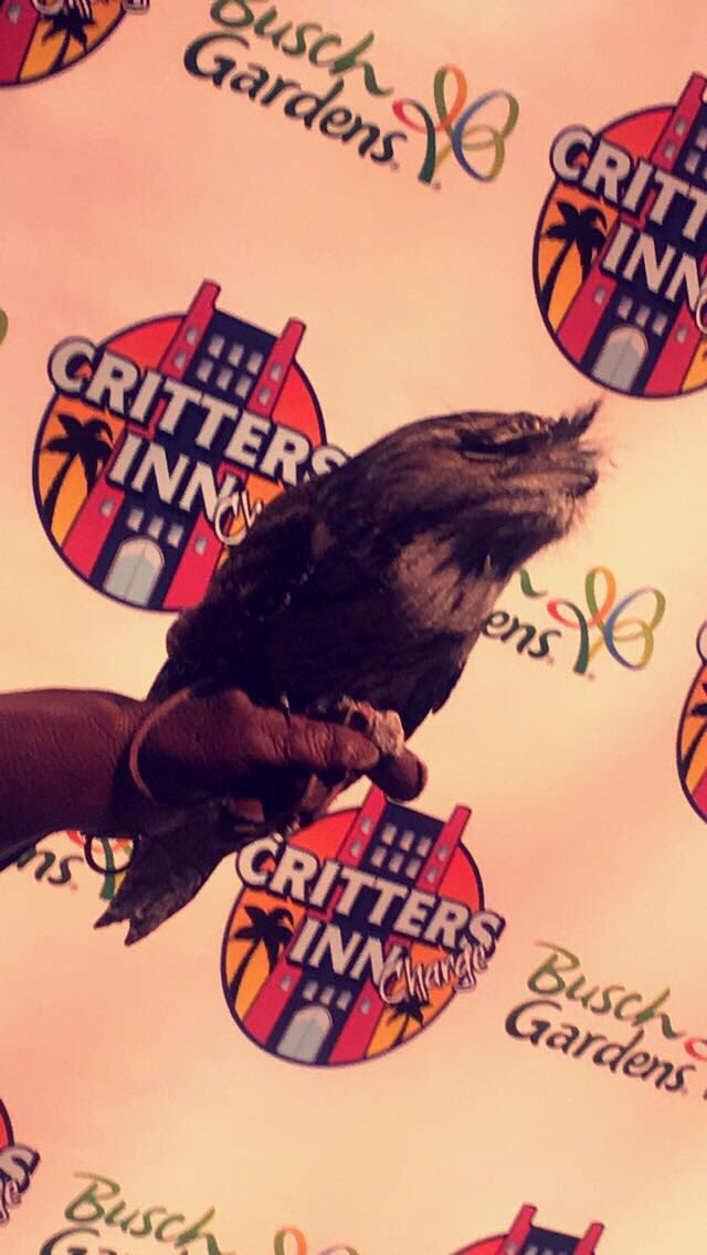 cxtplex's tweet image. Some pics from my @BuschGardens trip