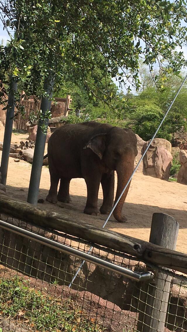 cxtplex's tweet image. Some pics from my @BuschGardens trip