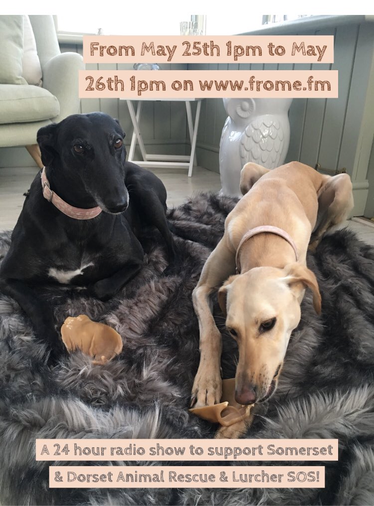 SomersetCool's tweet photo. Evening 😊 The 2 causes we’ll be helping by doing a non-stop radio show on @fromefm for 24 HOURS!are @SDanimalrescue (over 34k animals of all kinds saved so far) &amp; @LurcherSOS (a Rescue close to our 💛 who saved our dogs Petal &amp; Flower) 🐕 Our fundraising page will be up soon 👍 https://t.co/d313LqRWZb