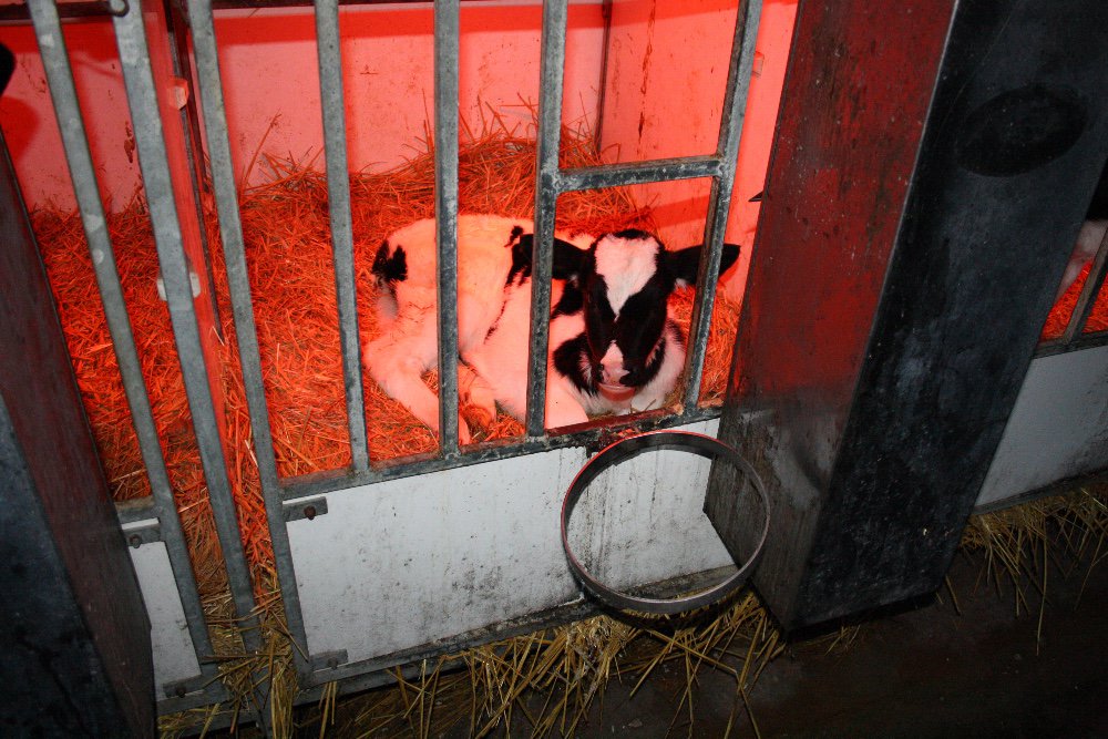 AE_Italia's tweet photo. I #vitelli subiscono torture terribili fin dalla nascita. A pochi giorni dal parto vengono separati dalla loro madre e confinati in #gabbie logore. Con il tuo aiuto possiamo fermare questa crudeltà! firma questa #petizione: https://t.co/qkpxk8f3d0
#endthecageage https://t.co/clHenemMTb