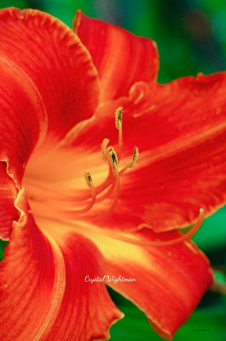 crystalwightman's tweet photo. A bright red and yellow tiger lily. Available https://t.co/dBoN2LYCl2 #macrophotography #ThePhotoHour #CanvasPrints #photography #naturephotography #flowers #flowerphotography #topmacro #top_macro #Lily #gardening #MothersDay https://t.co/mxvyqwamwi