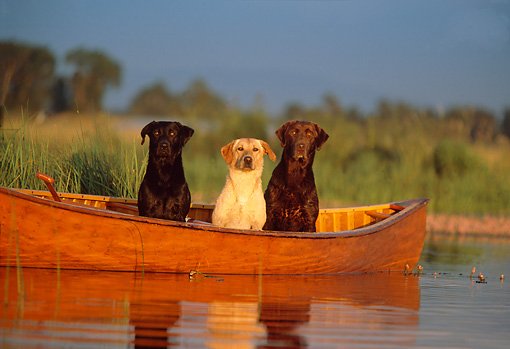ElzingaDavid's tweet photo. @HodgesAdrianna can this be our boat? https://t.co/Hx8NJ8CZBs