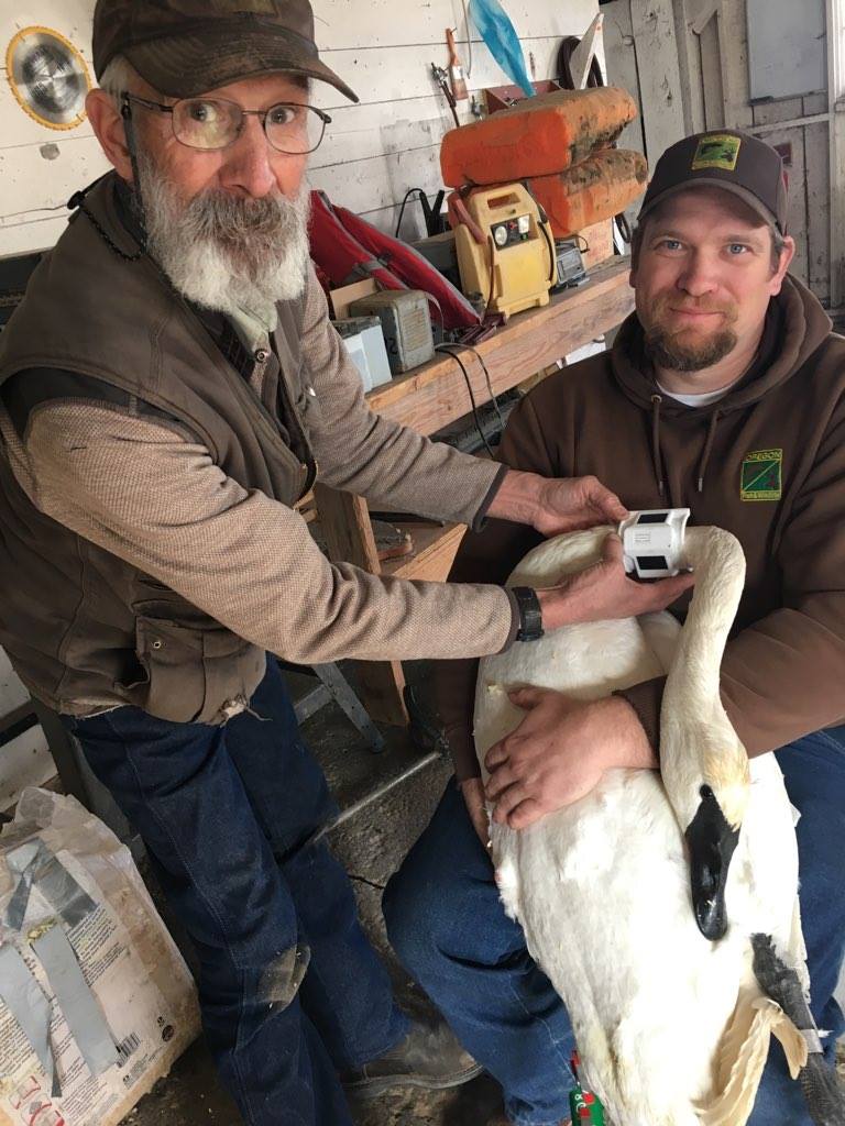 MyODFW's tweet image. Good morning! It&apos;s #MigrationWeek, and today we&apos;re looking at both migrating waterfowl and our local breeding waterfowl as well as the migration journey of a Trumpeter Swan from Summer Lake to NW Canada.