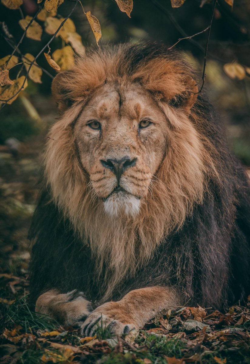 chesterzoo's tweet photo. A MILLION species face extinction. 🌍
This is as great a threat to our own survival as climate change.
We can all make lifestyle changes.
We can demand action from our political leaders.
Our planet depends on it.
https://t.co/buyZE7ieNP https://t.co/pP3XAwDIwB