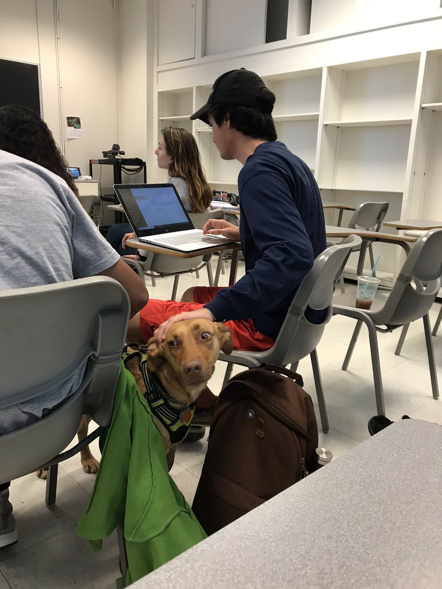 Dogs of E110 #dogsofe110