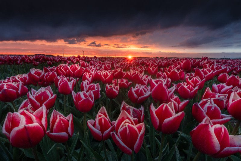ourtravelco's tweet photo. Gorgeous #Tulip pics from #Holland for your inner #travelbug
Our #travel advisors can help manage your next #holiday & help #SaveMoneyOnTravel https://t.co/5MaUSUZdb4 #MakeLIFEGreatAgain https://t.co/lAELuNYbk0
