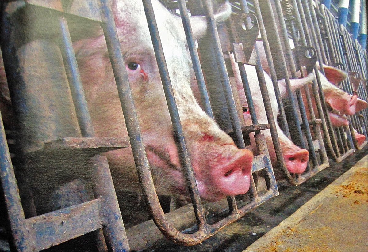 MLeeNYCx's tweet image. So #animaleaters #ChrisHarrison #HannahB eat #ham #TheBacheloretteReunion hannah @RamaJama96 #Tuscaloosa. Chris asks to see pig. #VeganLove