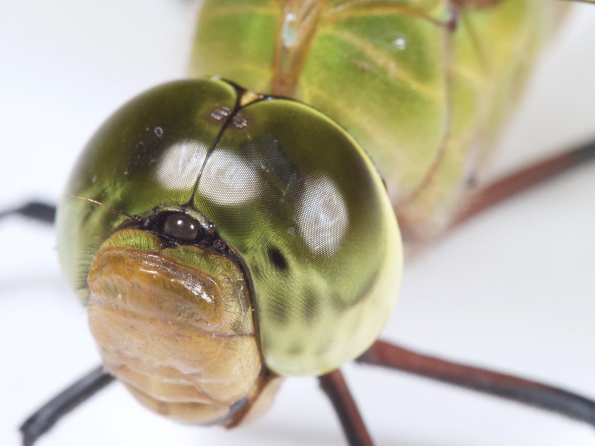 おいしい昆虫記 発売 蟲喰ロトワ むしくろとわ ラオスから緊急帰国中 196 Ostrinia Nubilalis アワノメイガ 茹でたトウモロコシを買ったら中にメイガの幼虫が 食って美味しいと言ったらラオス人スタッフにドン引きされた けれどタケムシは高級食材