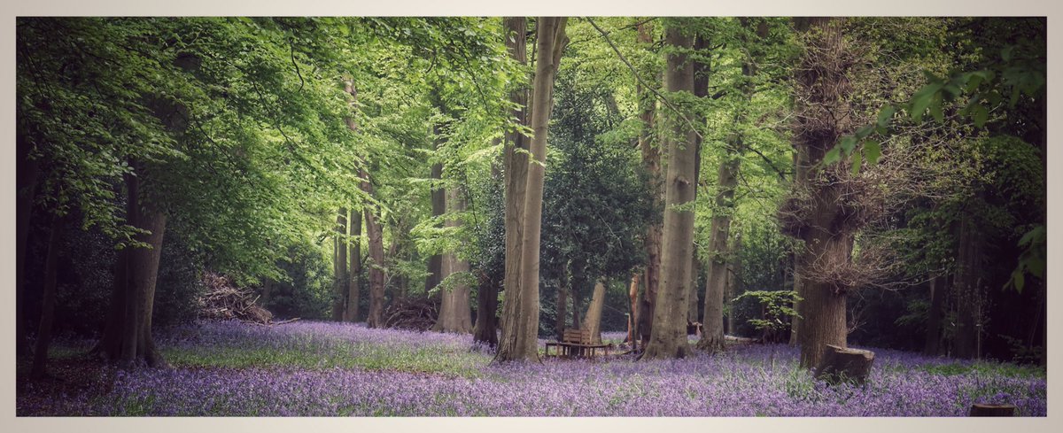dan_f_fletcher's tweet photo. #bluebells #BluebellWoods #herfordshire #england #spring #nature #englishforest https://t.co/ScaTfGENdE